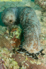 sea cucumber